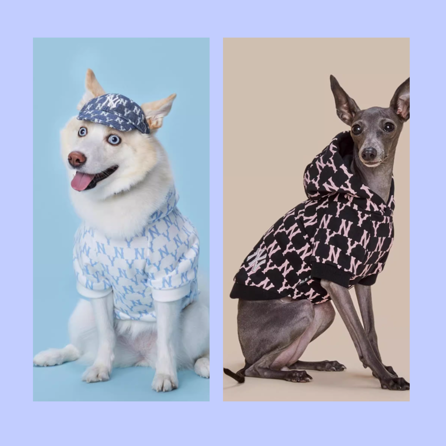 宠物生意赚钱之道:13个值得尝试的创业思路 image1120251031_ -2 宠物生意赚钱之道:13个值得尝试的创业思路 image1120251031_ -2