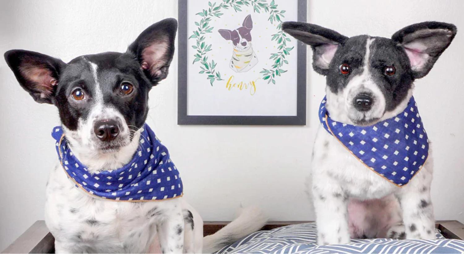 宠物生意赚钱之道:13个值得尝试的创业思路 image15_36bf9a60-26b4-4d8f-9efe-85daf43568b820251031_ -6 宠物生意赚钱之道:13个值得尝试的创业思路 image15_36bf9a60-26b4-4d8f-9efe-85daf43568b820251031_ -6